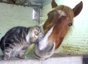 dog & cat