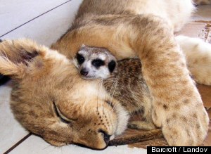 dog & cat