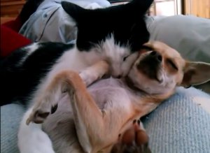 dog & cat