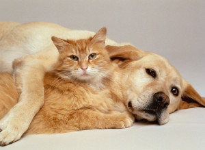 dog & cat